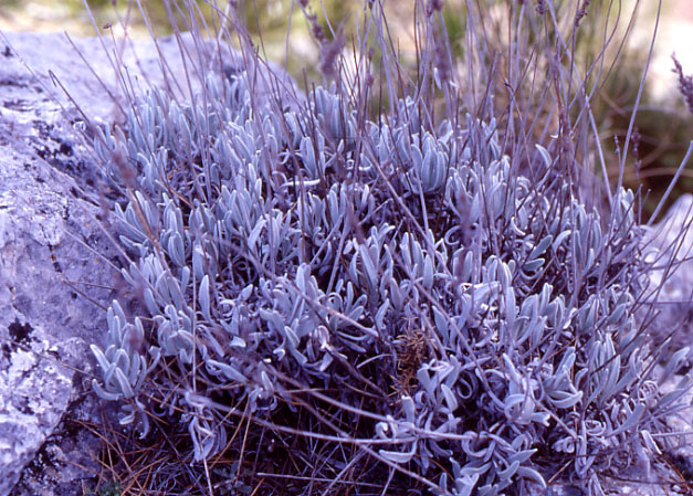 The endemic species Lavandula Lantana. Photo © Rafa Flores from RF Natura